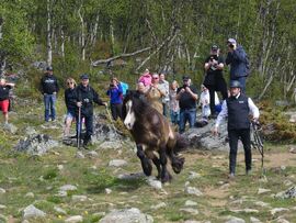 Nok en vellykket dag med hesteslipp i fjellet. Her har dølahingsten Dyrhaug Borken det travelt med å hilse på hoppene.