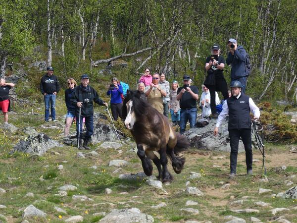 Nok en vellykket dag med hesteslipp i fjellet. Her har dølahingsten Dyrhaug Borken det travelt med å hilse på hoppene.