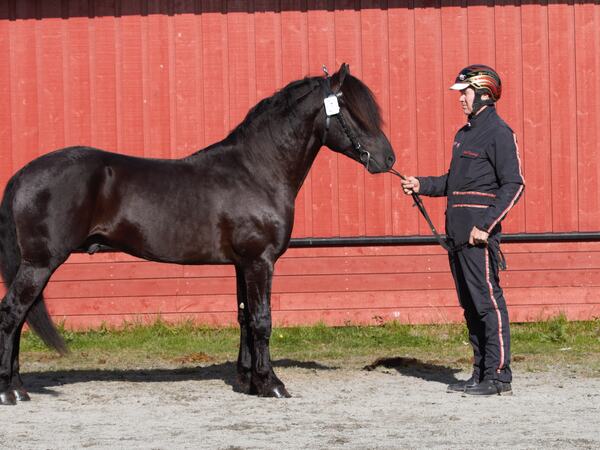 Gigant Tider ble kåret og dagens hest under hingstekåringen på Biri i 2024. Foto: Mona Larsen Forseth, Veikle Balder