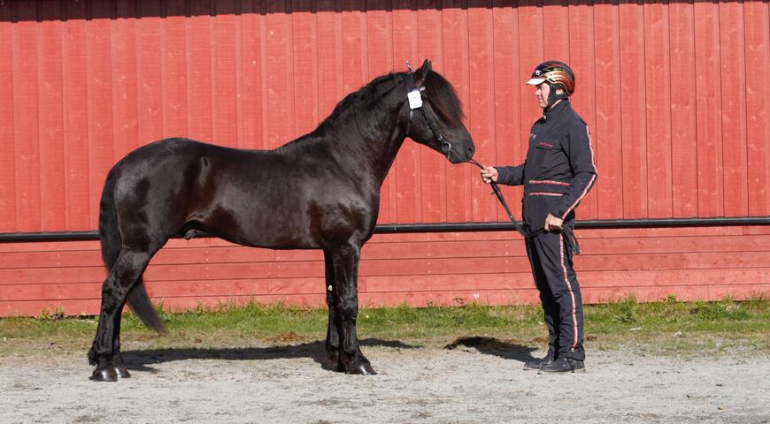Gigant Tider ble kåret og dagens hest under hingstekåringen på Biri i 2024. Foto: Mona Larsen Forseth, Veikle Balder
