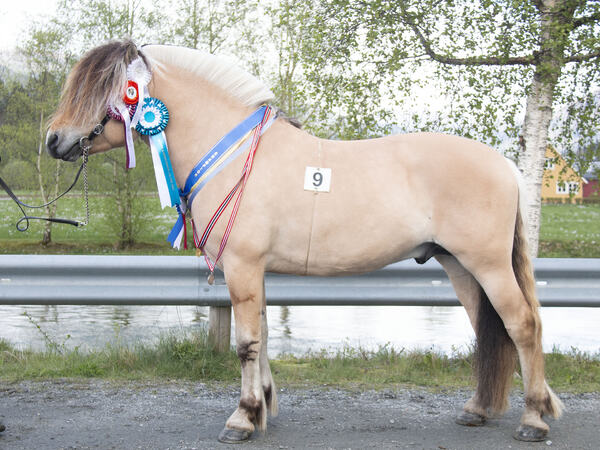 Hingsten Årøy Elmer fikk 1.premie og I i kvalitet i klasse 2UB under årets hingsteutstilling på Nordfjordeid. Foto: Ingvild Rydjord Hansen