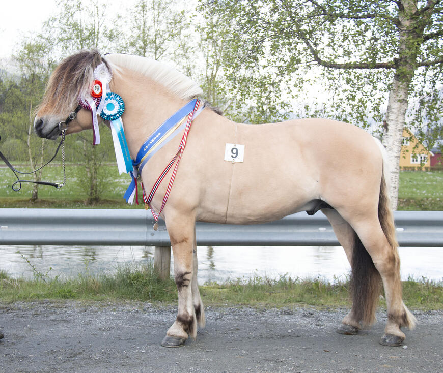 Hingsten Årøy Elmer fikk 1.premie og I i kvalitet i klasse 2UB under årets hingsteutstilling på Nordfjordeid. Foto: Ingvild Rydjord Hansen