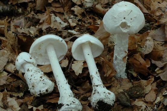 ​Illustrasjonsbilde av giftig hvit fluesopp (Amanita virosa), som kan forveksles med matsopp fra andre land. Foto: Per Marstad