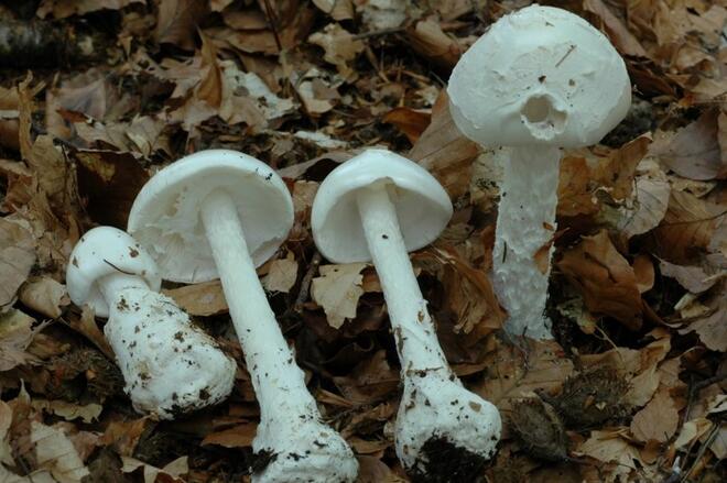​Illustrasjonsbilde av giftig hvit fluesopp (Amanita virosa), som kan forveksles med matsopp fra andre land. Foto: Per Marstad