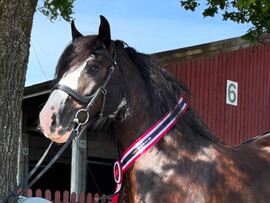 Gypsy cob-hoppa Cobs of Norways Arabelle fikk 1. premie, sto som I i kvalitet og ble dagens hest på utstillingen på Momarken i mai 2025. Foto: Camilla Carcary