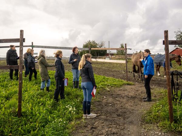 Kurs i hestevelferd