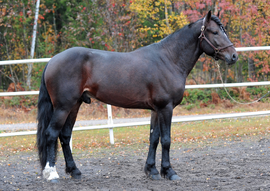 Avlshingsten Jærvsø Bjørn