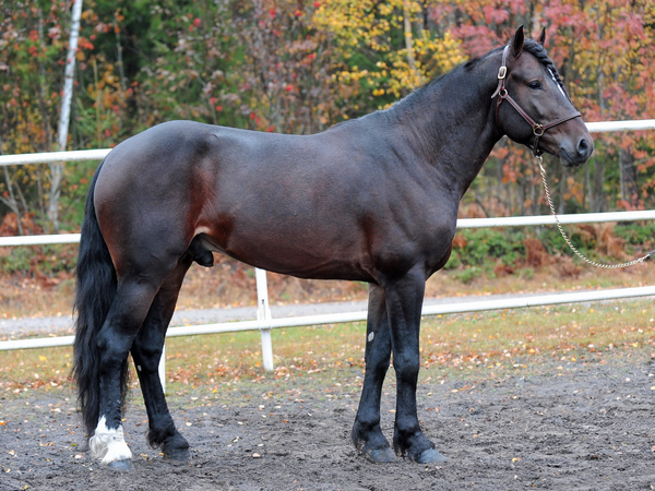 Avlshingsten Jærvsø Bjørn