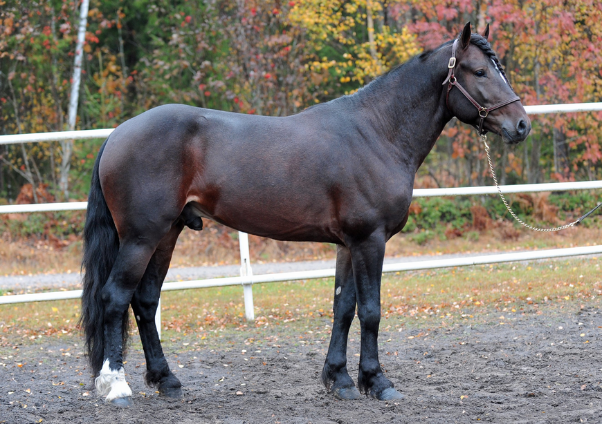 Järvsö Björn. Foto: Svensk Travsport Avlshingsten Jærvsø Bjørn
