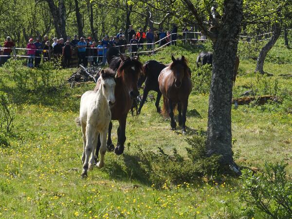 Bilde fra slippet i Bristol i Sikkilsdalen 2025.