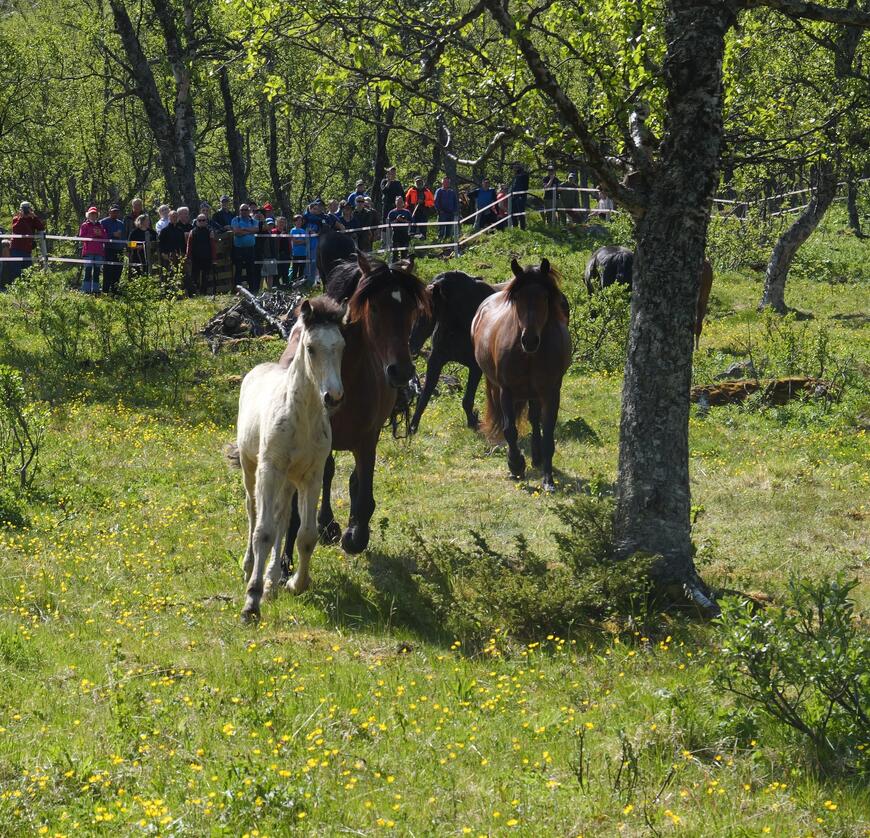 Bilde fra slippet i Bristol i Sikkilsdalen 2025.