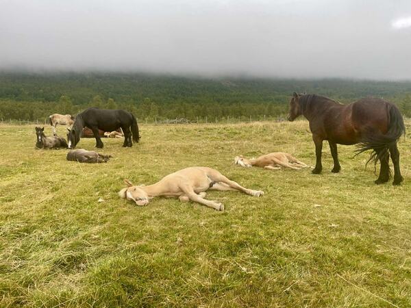 Hopper og føll i Sikkilsdalen 2025. Hopper og føll i Sikkilsdalen 2025.