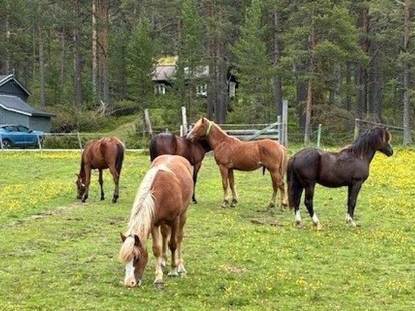 Hestene var utstyrt med GPS som registrerte bevegelse. hester
