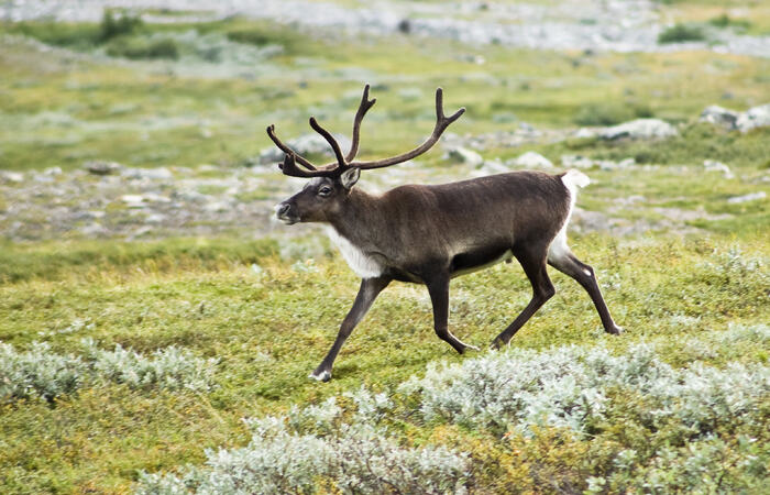 Rein aversjon Rein aversjon