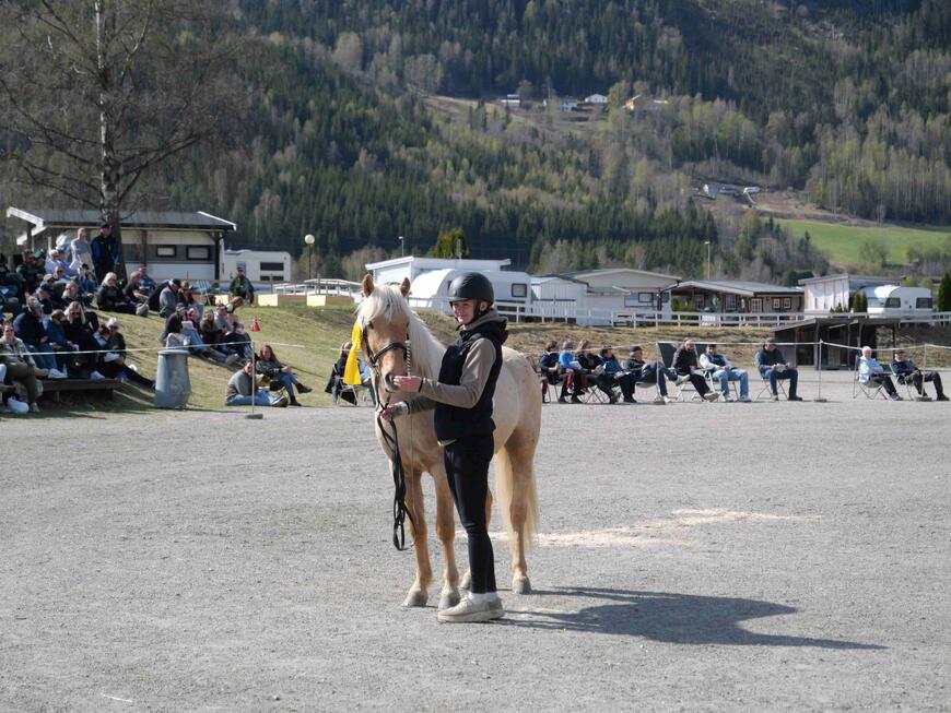 Vårinns Arv ble kåret og sto som I i kvalitet i klasse 3 på hingsteutstillingen på Stavsplassen i 2025.