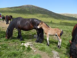 Hoppe med føll i Sikkilsdalen 2025