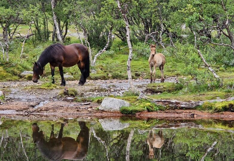 Hoppe med føll i Sikkilsdalen. Foto: Lene Aasbø. Hest