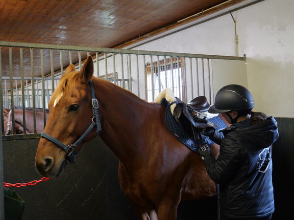 Vurdering av hestens reaksjoner ved påsaling