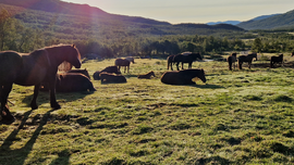 Hesteflokk hviler i Sikkilsdalen. Foto: Lene Aasbø