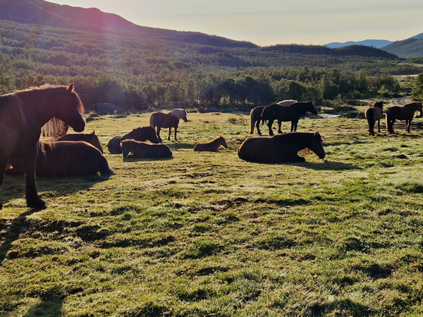 Hesteflokk hviler i Sikkilsdalen. Foto: Lene Aasbø Hesteflokk hviler i Sikkilsdalen. Foto: Lene Aasbø