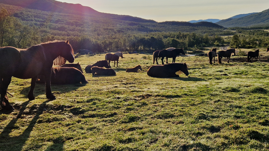 Hesteflokk hviler i Sikkilsdalen. Foto: Lene Aasbø Hesteflokk hviler i Sikkilsdalen. Foto: Lene Aasbø