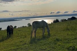 Hester på sommerbeite[1]