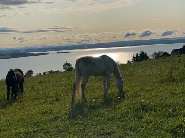Hester på sommerbeite[1]