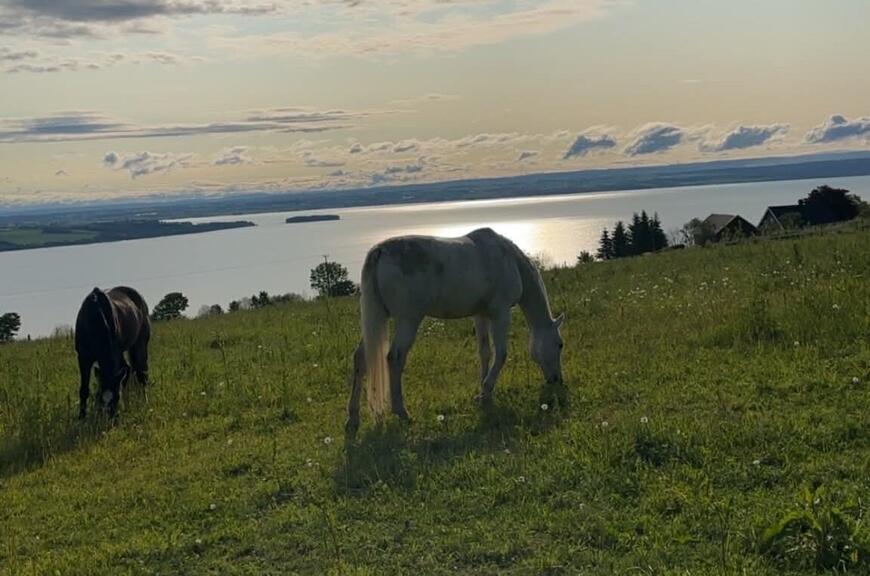 Hester på sommerbeite[1]