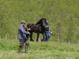 Fra slippet med Gullramp i Åkrehamna i 2025. Eier Ronny Ove Smedsmo slapp hingsten og Sondre Elserud sørget for felespill.