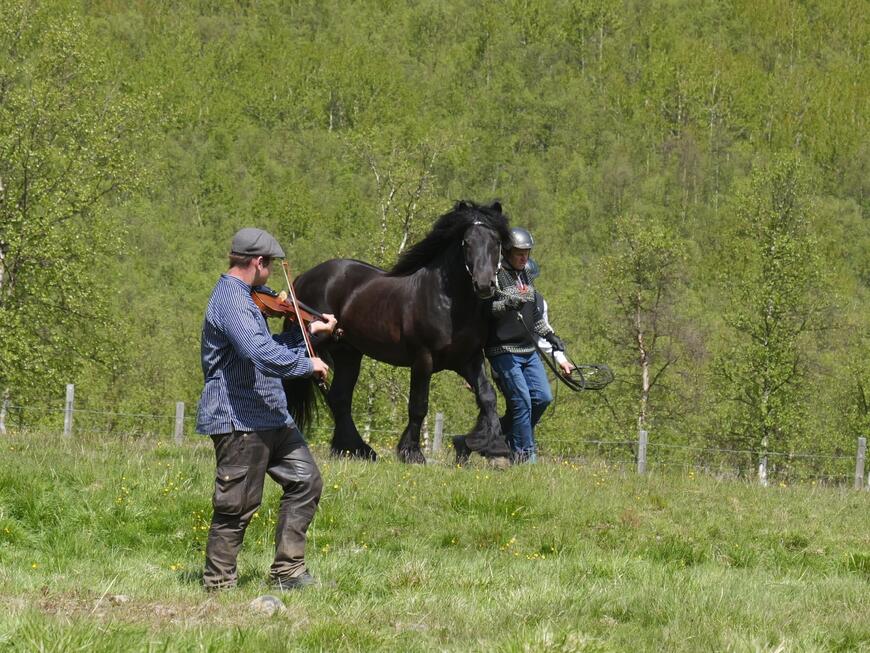 Fra slippet med Gullramp i Åkrehamna i 2025. Eier Ronny Ove Smedsmo slapp hingsten og Sondre Elserud sørget for felespill.