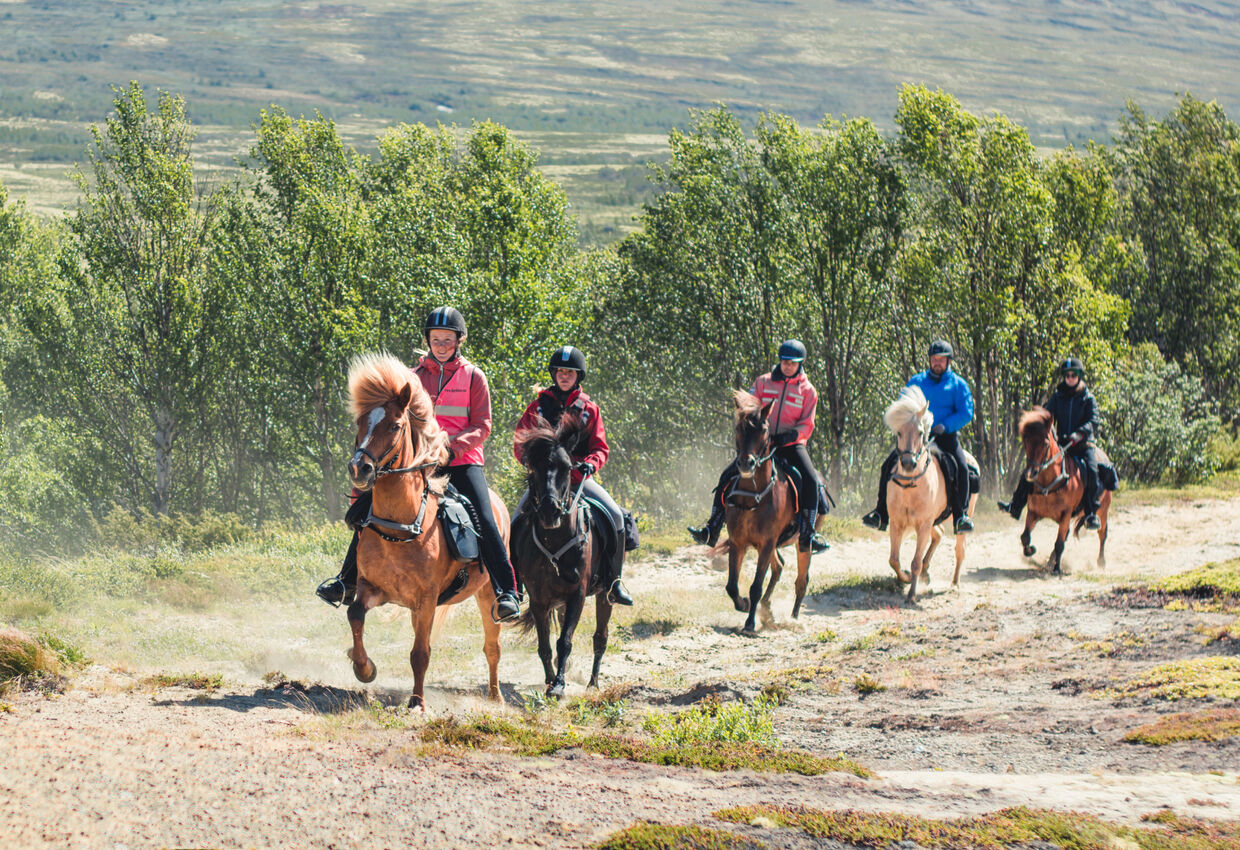 Hjerkinn Fjellstue og Fjellridning