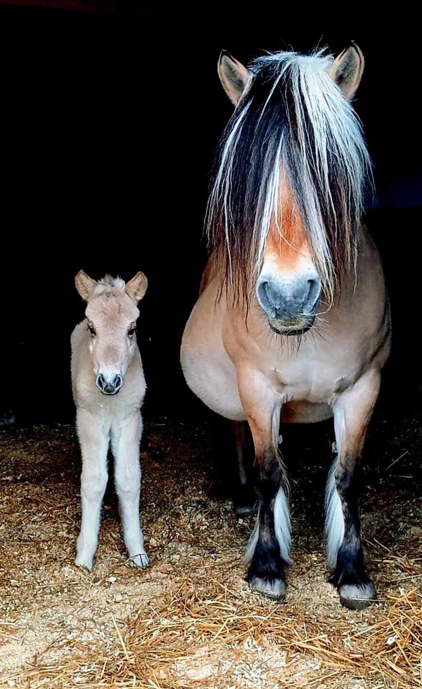 Bildet viser årets første registrerte fjordhest: Skarets Vikingprins, født 30.03.2026. En flott hingst etter Myras Viking og Bjørkereits Vendy. Foto: Privat.