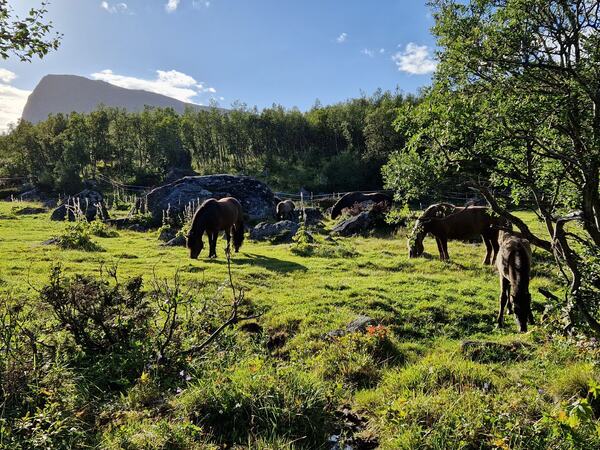 Åkrehamna_beitetid