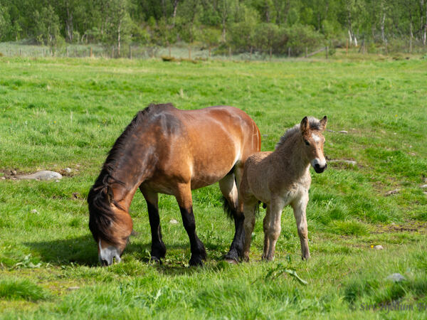 Fra årets slipp i Sikkilsdalen. Foto: Siri Hjellum Brodal.