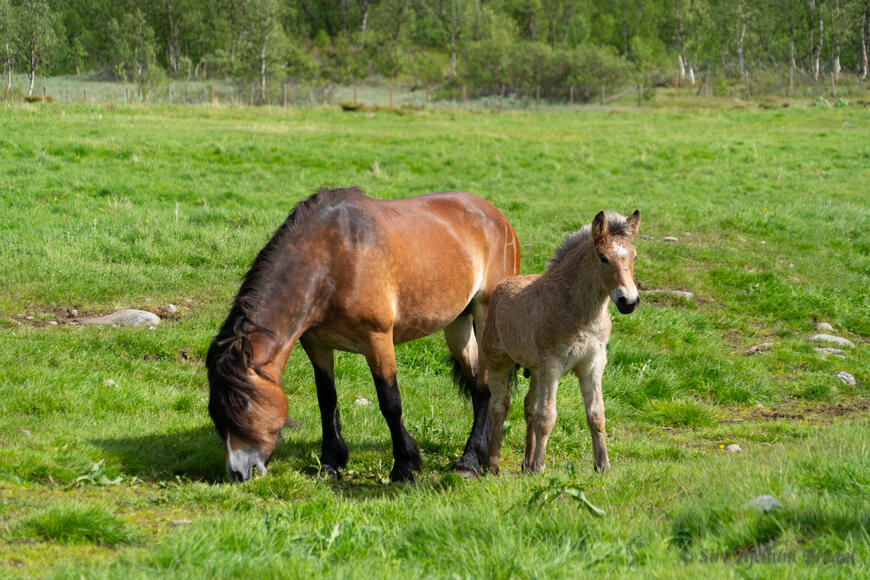 Fra årets slipp i Sikkilsdalen. Foto: Siri Hjellum Brodal.