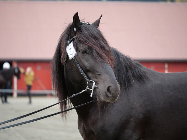 Brenne Bas ble kåret på hingsteutstillinga på Biri i 2021.