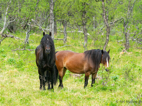 Kaldblodshester i Sikkilsdalen