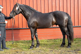 Dagens Hest Biri 2026, Grude Nils