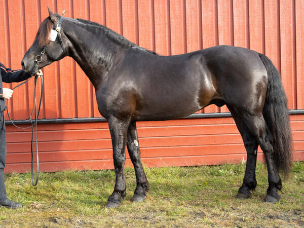 Dagens Hest Biri 2026, Grude Nils