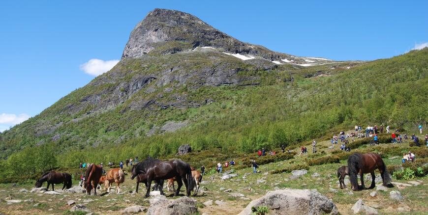Hesteflokk i Sikkilsdalen · Foto: Norsk Hestesenters arkiv Hesteflokk i Sikkilsdalen · Foto: Norsk Hestesenters arkiv